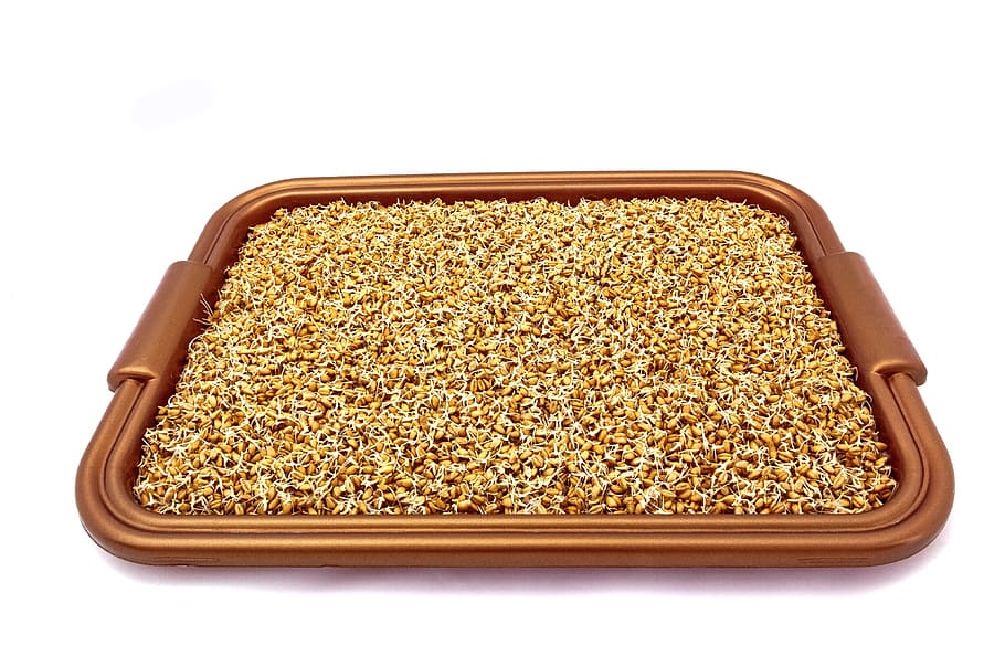 grains, wheat, sprouted grains, background, texture, seeds HD wallpaper