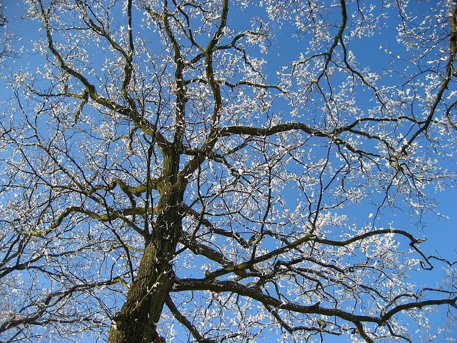 Tree, Winter, Nature, Blossom, Blue, Sun, branch, sky, bare tree HD wallpaper