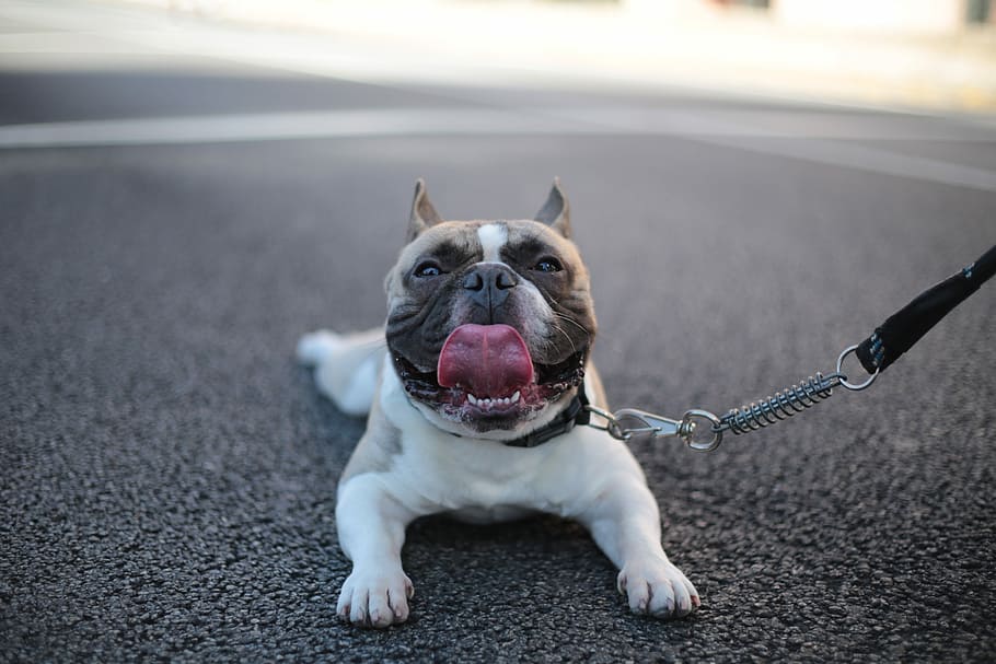 selective focus photo of white and brown puppy laying on roadway, American pitbull showing tongue, HD wallpaper