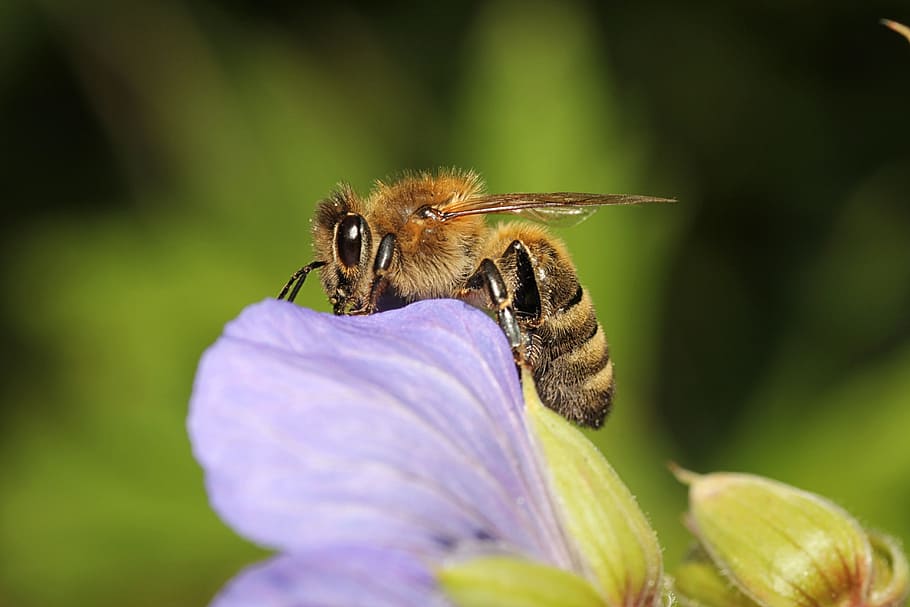 wasp, bee, insect, close, collect nectar, blossom, bloom, macro HD wallpaper