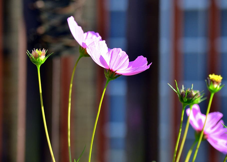 Summer, Flowers, Spring, Pink, summer flowers, plant, pink color HD wallpaper