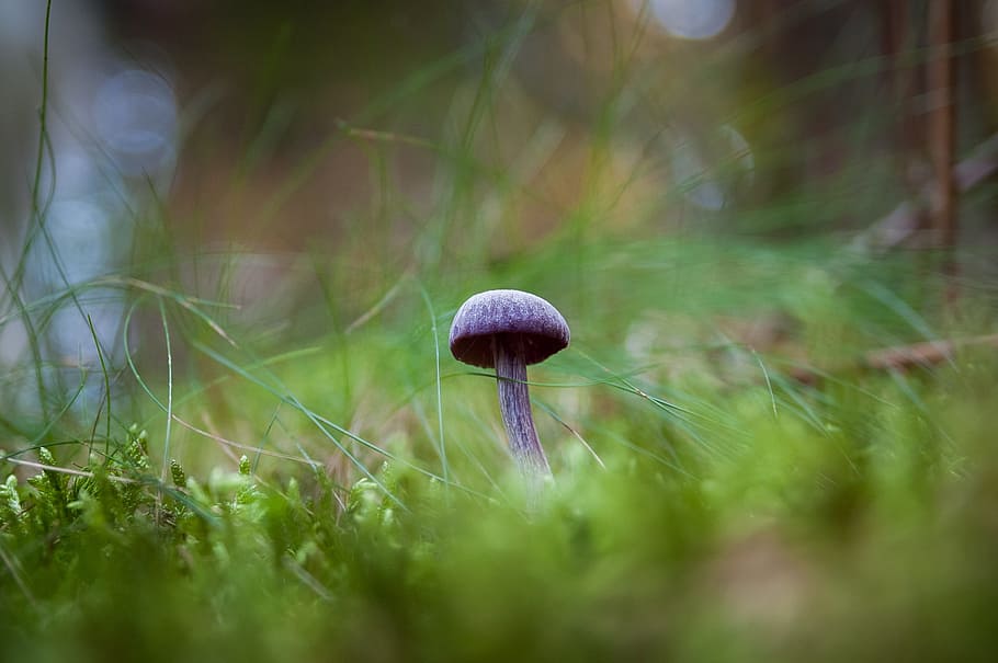 fungus, nature, forest, undergrowth, mushroom, plant, food HD wallpaper