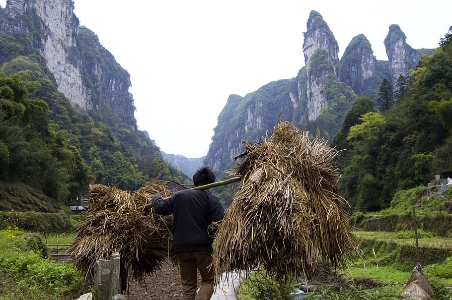 man standing while carrying hay shoulder pole, workers, fermer HD wallpaper