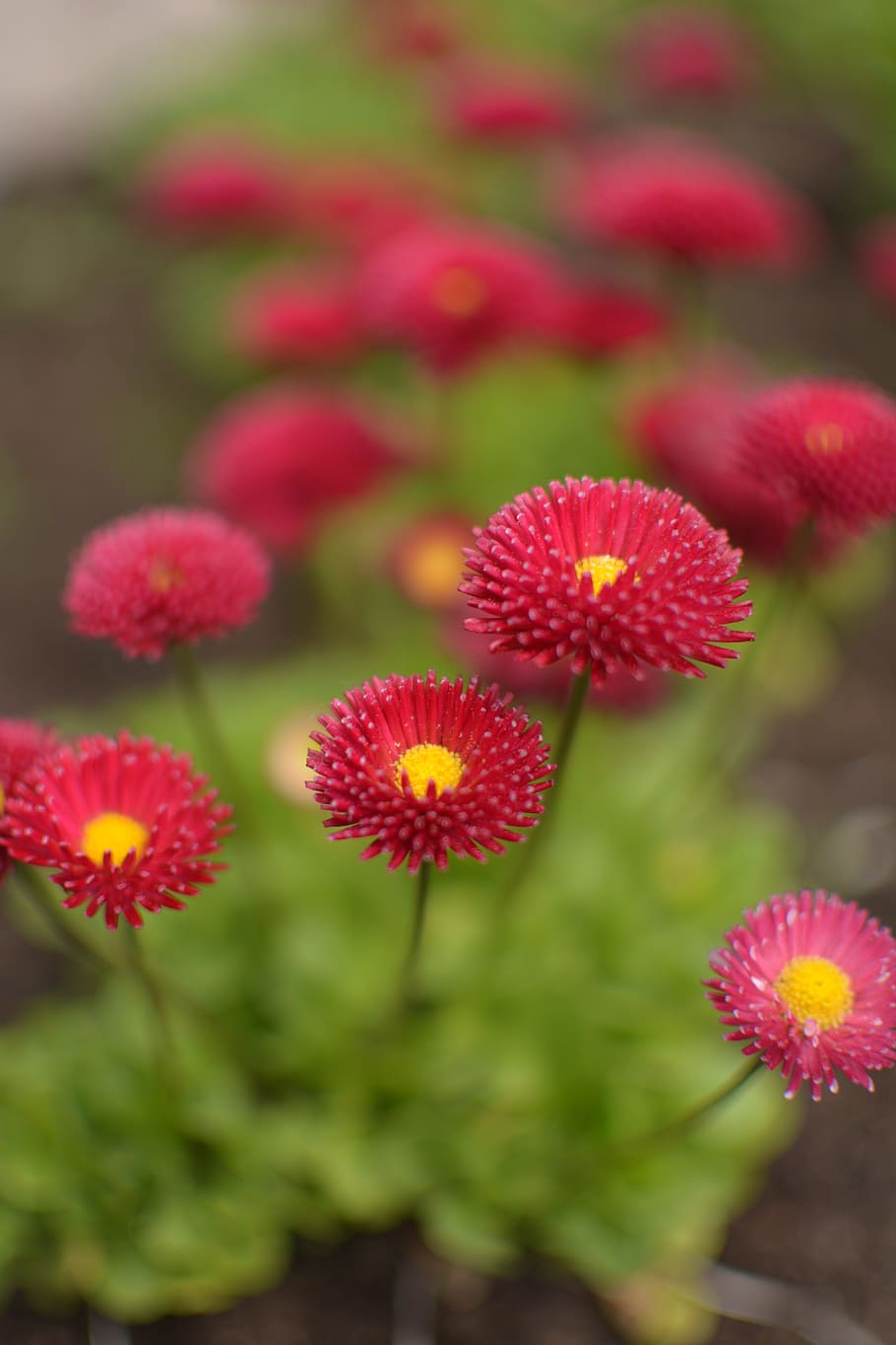 flowers, red, summer, flowering plant, freshness, fragility HD wallpaper
