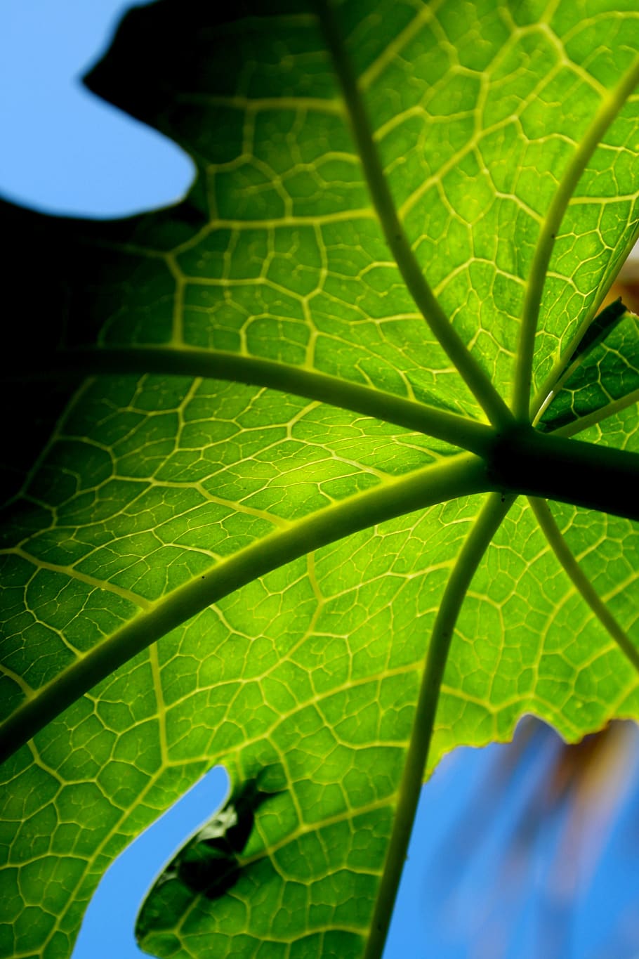 green, leaf, natural, plant part, green color, close-up, growth HD wallpaper