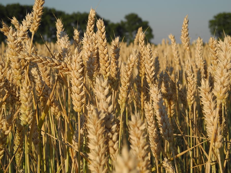 summer, field, grain, landscape, nature, ear, crop, agriculture HD wallpaper