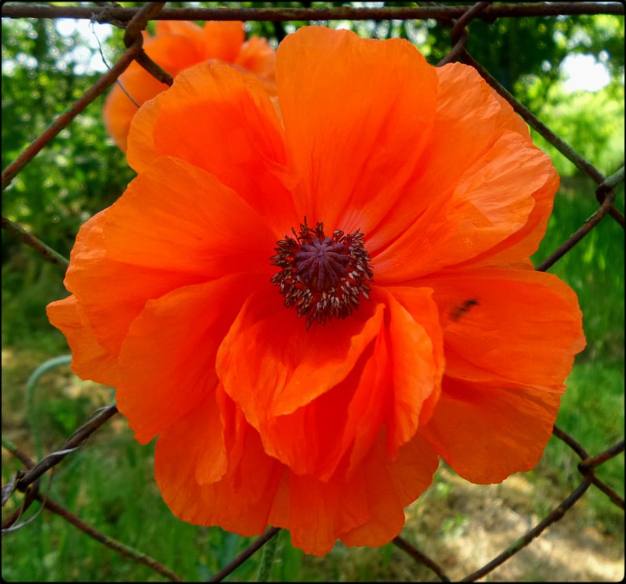 poppy, red, spring, nature, plant, flowering plant, beauty in nature HD wallpaper