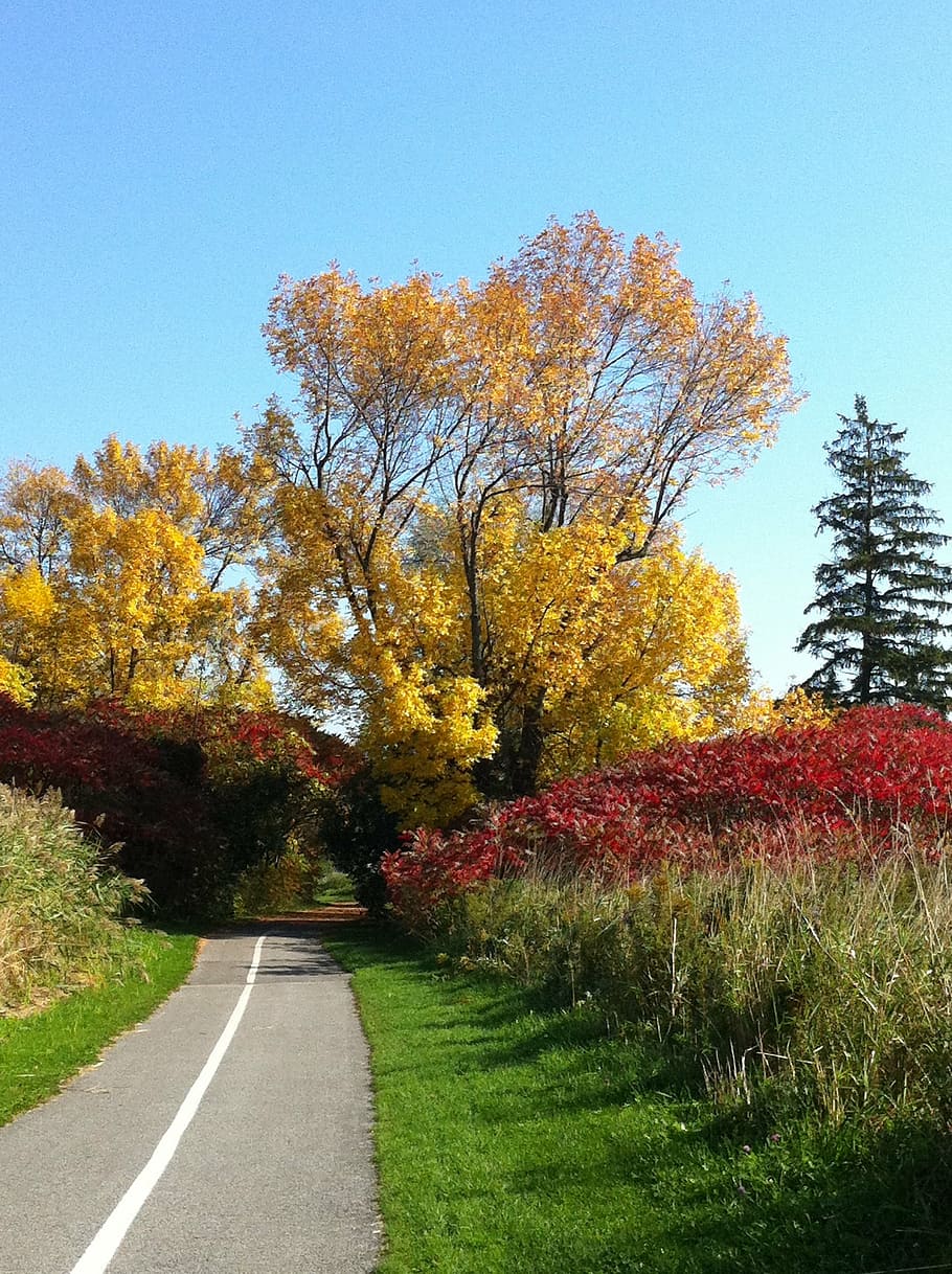 tree, fall, nature, plant, autumn, change, the way forward HD wallpaper