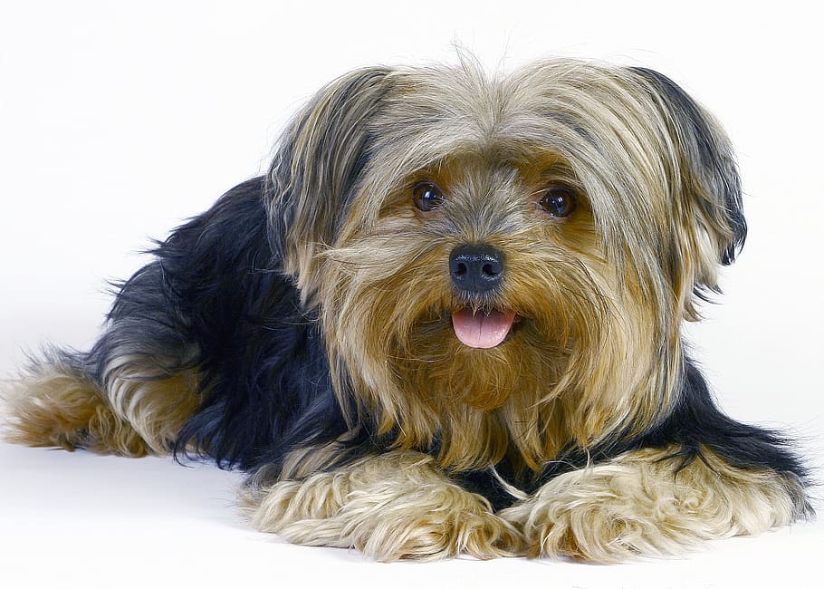 pet, moon, pose, canine, dog, pets, domestic, mammal, domestic animals HD wallpaper