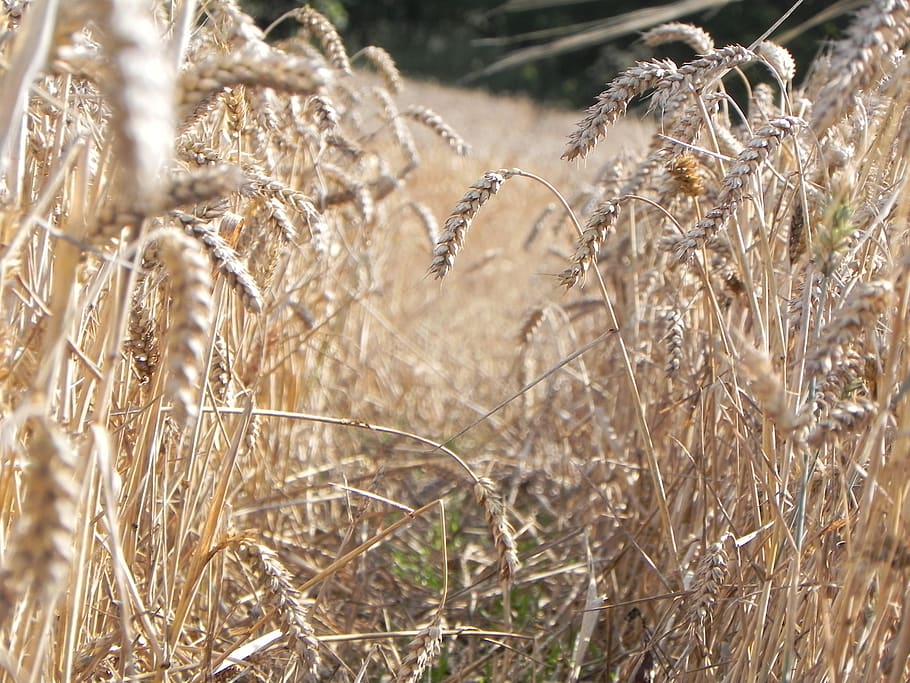 Finding the field. Поле кукурузы. Кукуруза в поле картинки.