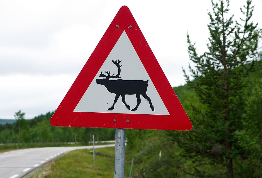 panel, reindeer, danger, sign, communication, road, road sign HD wallpaper