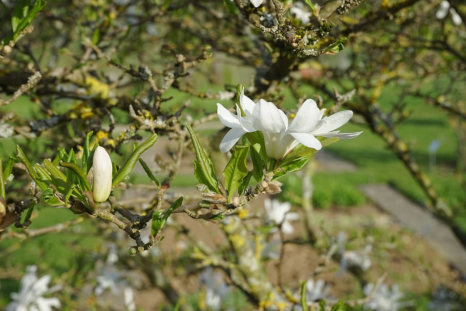 blossom, bloom, closed, white, star magnolie, magnolia, ornamental shrub HD wallpaper