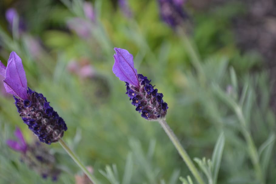 lavender, flower, purple, plant, growth, beauty in nature, flowering plant HD wallpaper
