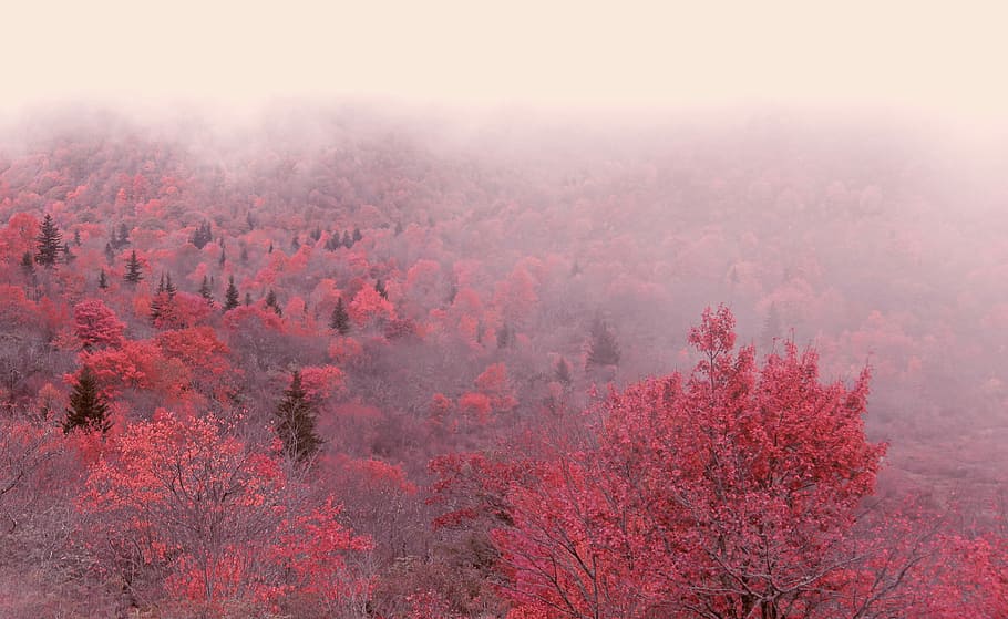 foggy red leafed trees, pink trees covered with fog, landscape HD wallpaper