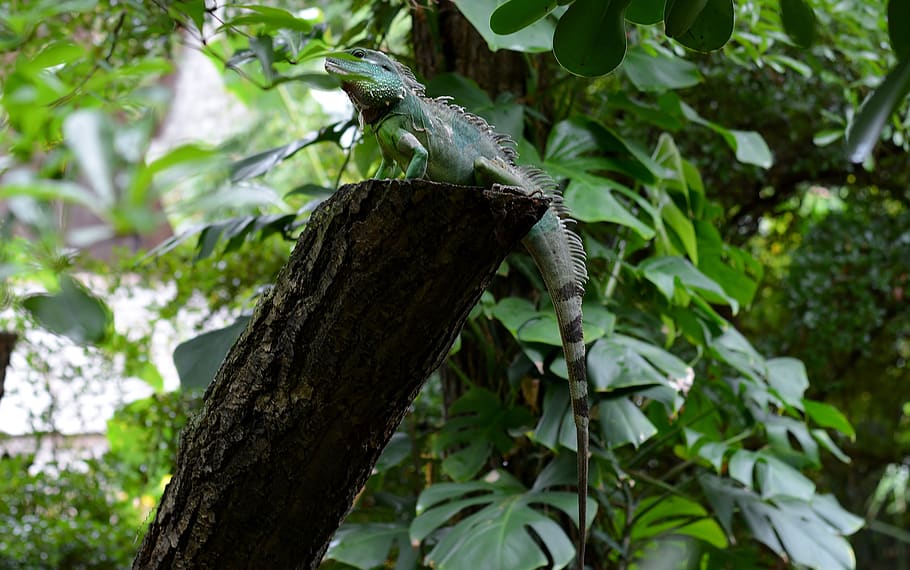 tree, leaf, zoo, animal themes, plant, animal wildlife, one animal HD wallpaper