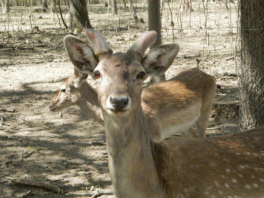 Zoo, Deer, Watch, one animal, animals in the wild, animal themes HD wallpaper