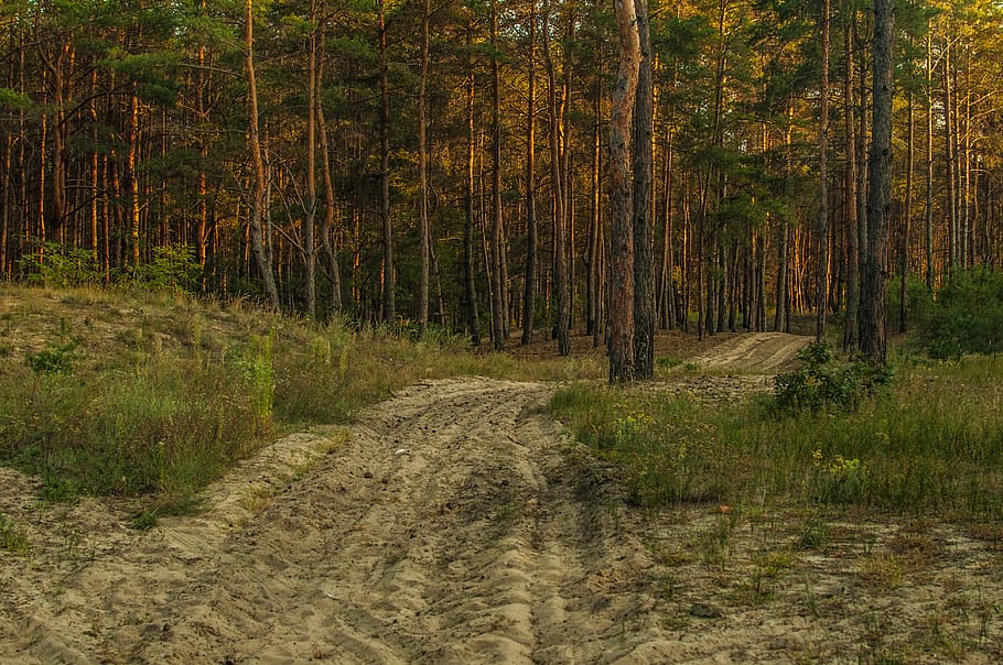 landscape, pine, road, forest, luč′, plant, tree, beauty in nature HD wallpaper
