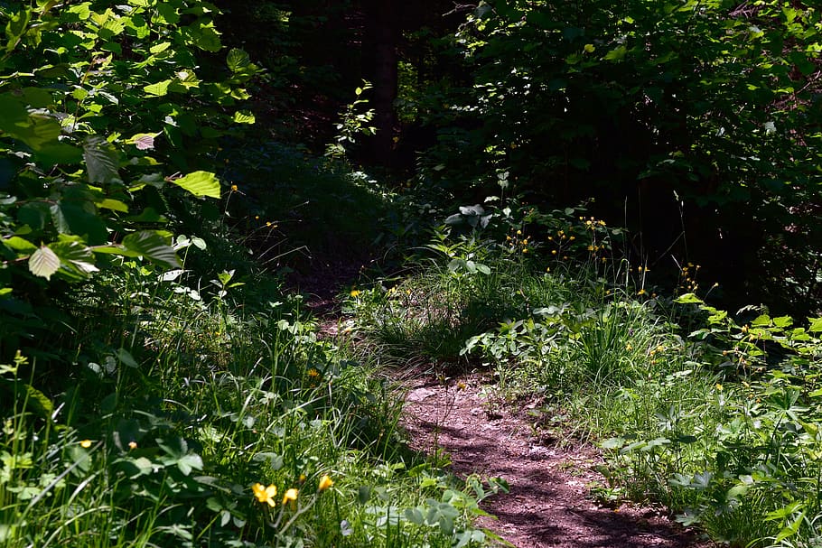Path, Nature Trail, Forest, forest path, away, plant, green HD wallpaper