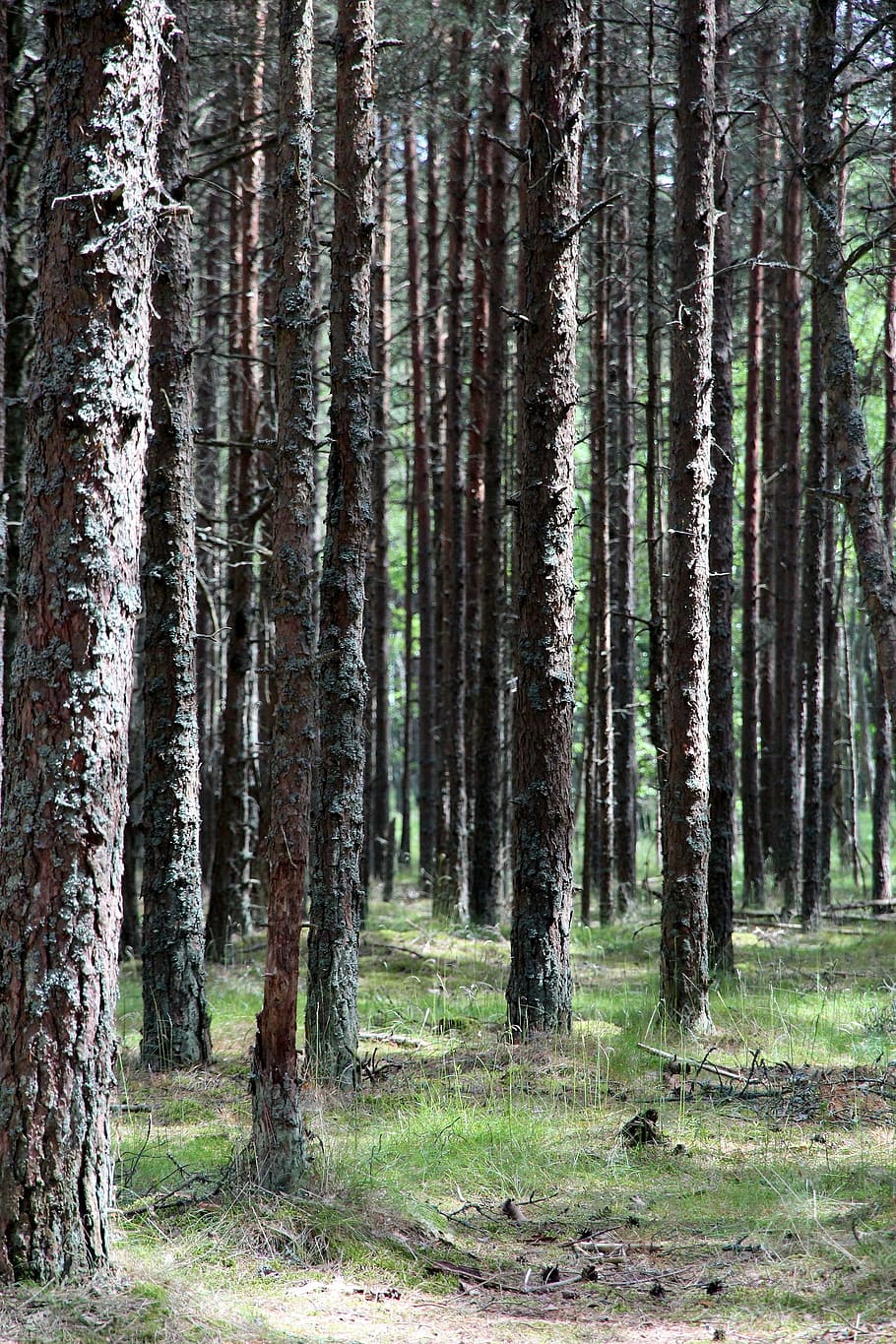 forest, trunks, trees, tree trunks, coniferous tree, landscape HD wallpaper