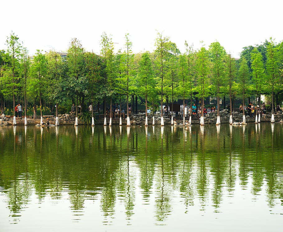 the scenery, tree, spring, water, reflection, plant, waterfront HD wallpaper