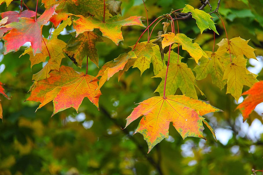maple, leaves, autumn, leaf, fall, season, red, yellow, orange HD wallpaper