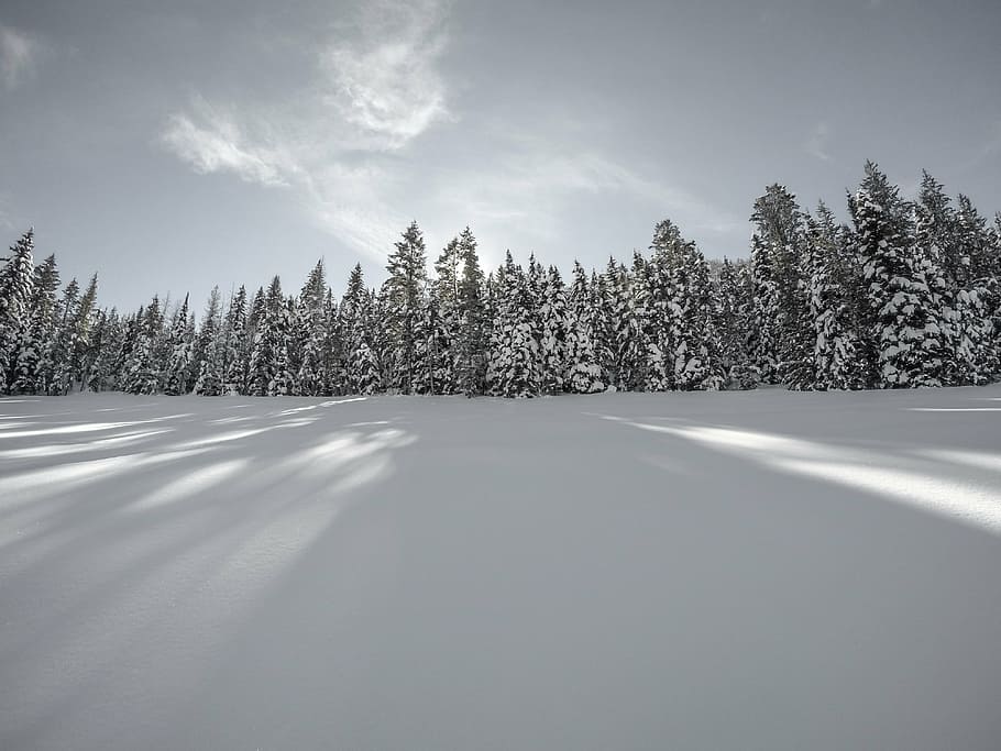 grayscale photography of forest covered by snow, winter, white HD wallpaper