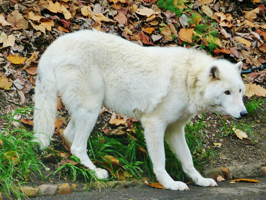 white Czechoslovakian wolfdog standing near dried leaves during daytime, HD wallpaper