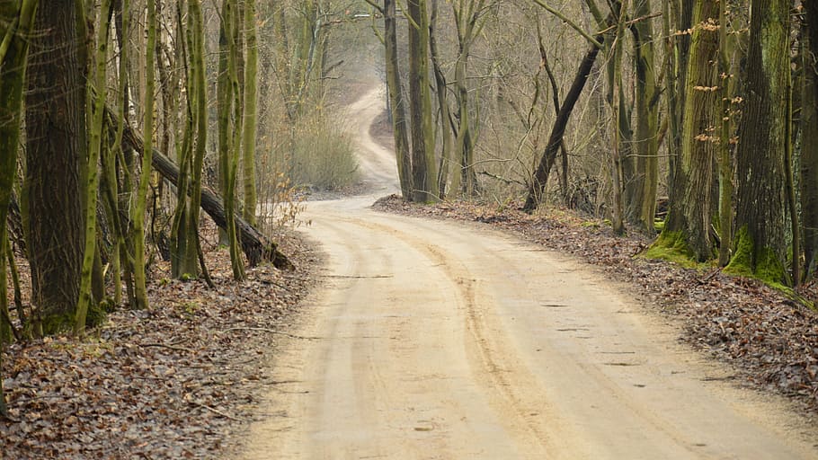 way, forest, tree, road, land, plant, direction, the way forward HD wallpaper