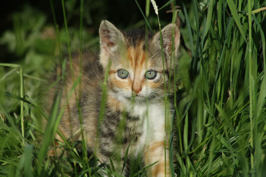tabby kitten walking on grass, cat, green, getiegert, cat baby HD wallpaper