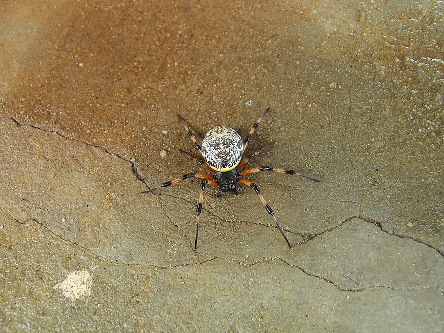 unknown spider, at home, discovered, animal themes, animal wildlife HD wallpaper