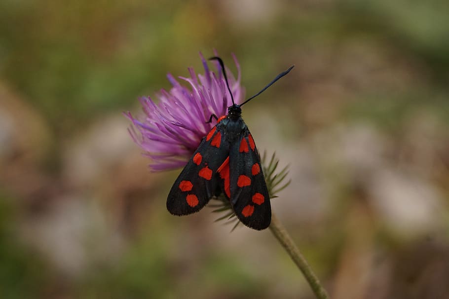 butterfly, variable rotwidderchen, zygaena ephialtes, variable burnet HD wallpaper
