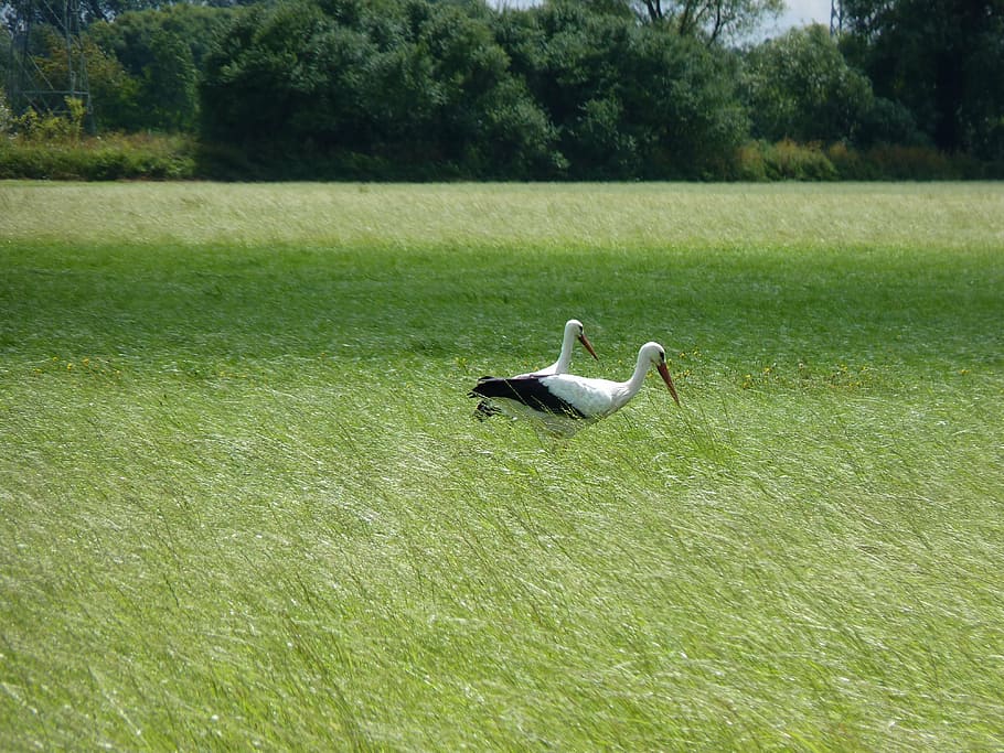 storks, adebar, bird, rattle stork, plant, grass, animal wildlife HD wallpaper