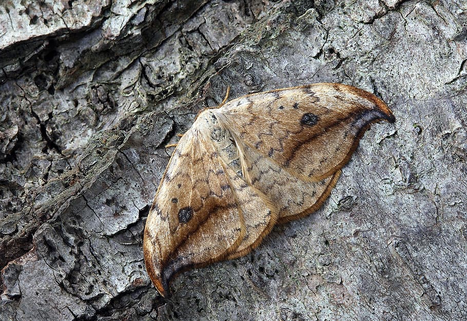 moth, macro, insect, close, wing, nature, brown, wood - Material HD wallpaper