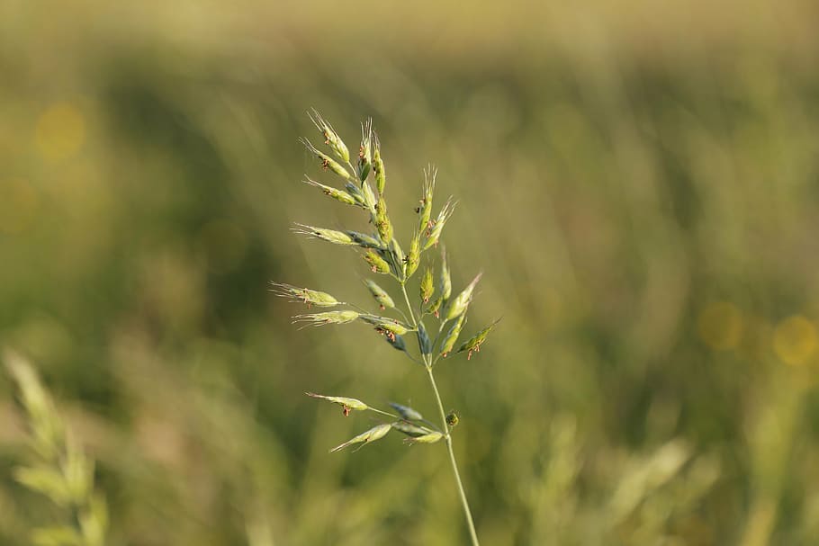 grass, grasses, halm, meadow, nature, nature conservation, seeds HD wallpaper