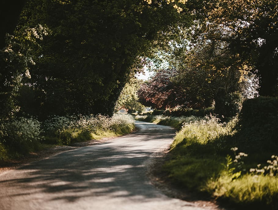 green trees, winding road between trees, roadtrip, bend, curve HD wallpaper
