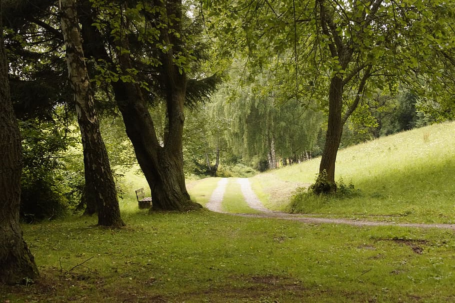 nature, trees, away, summer, plant, walk, landscape, in the HD wallpaper