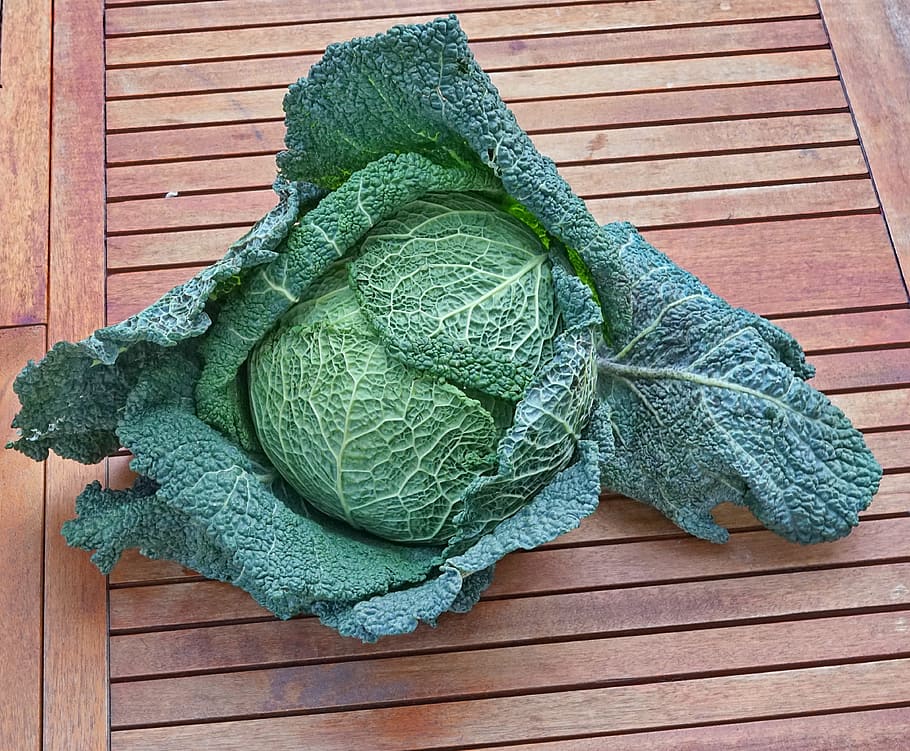 cabbage, vegetable, organic, green, fresh, food, agriculture HD wallpaper