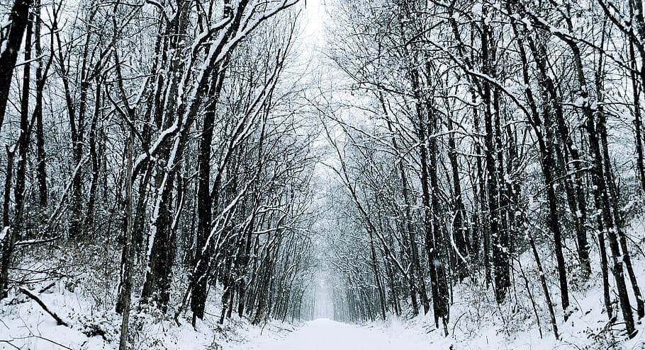 pathway covered with snow between bare trees at daytime, winter HD wallpaper