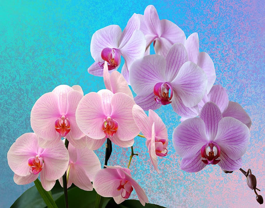 HD wallpaper: pink orchids, flowers, orchid flower, orchid blossom, wild  orchid | Wallpaper Flare