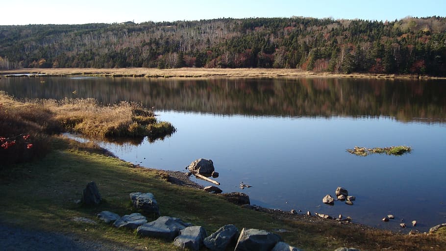 pond, water, reflection, nature, lake, plant, beauty in nature HD wallpaper