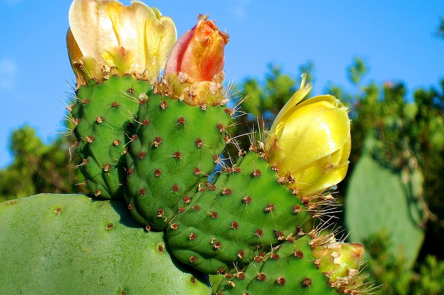 cactus, blossom, bloom, sting, plant, yellow, khaki, flowers HD wallpaper
