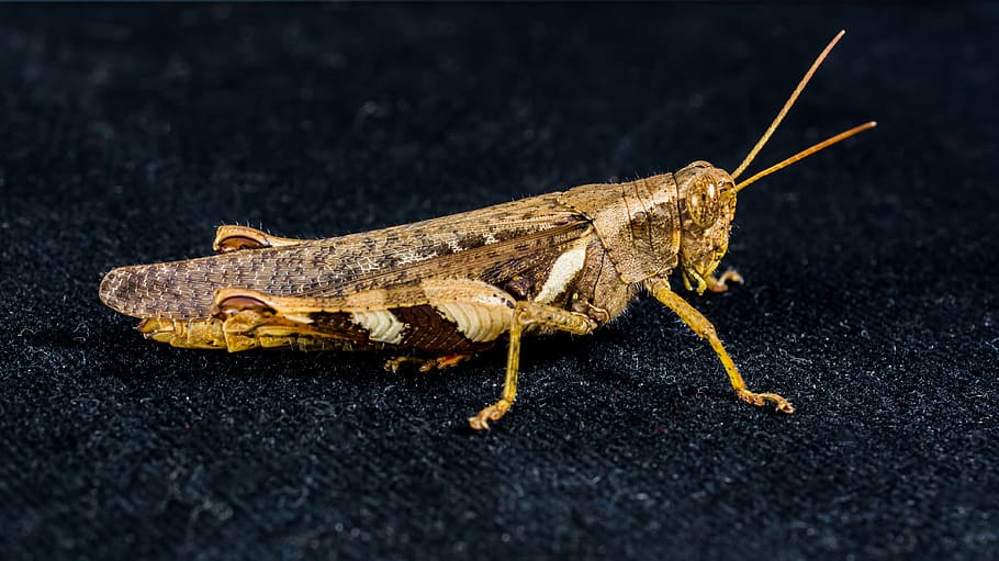 grasshopper, viridissima, insect, scare, chitin, close, animal themes HD wallpaper