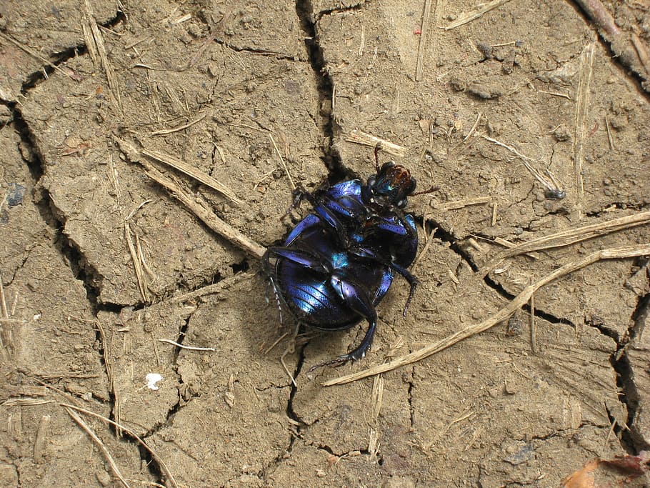 beetle, macro, black, dung beetle, ground, arable, ausgetrrocknet HD wallpaper