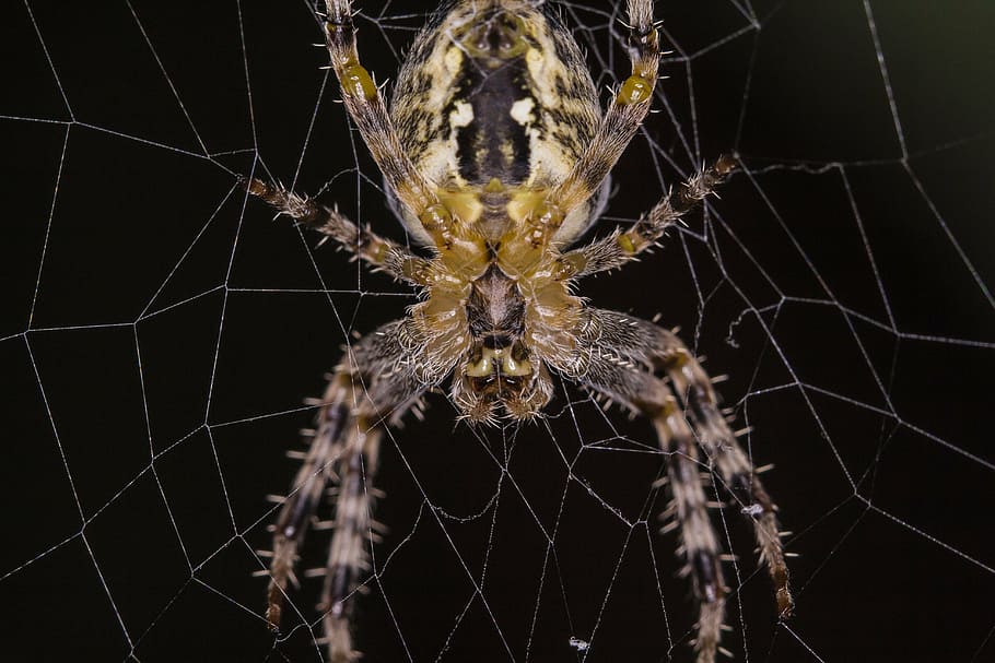 spider, macro, closeup, animal, color, nature, web, legs, spider web HD wallpaper