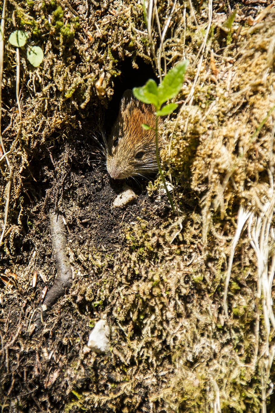 mouse, forest, animal, nature, wild, mammal, animal world, wild animal HD wallpaper