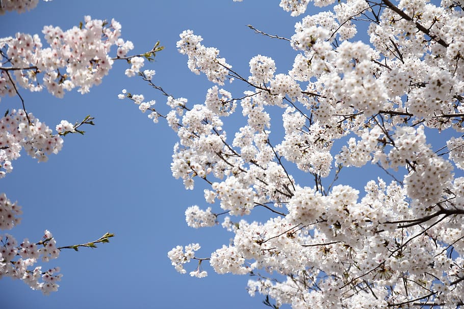 white leafed trees, cherry, blossom, branch, bloom, floral HD wallpaper