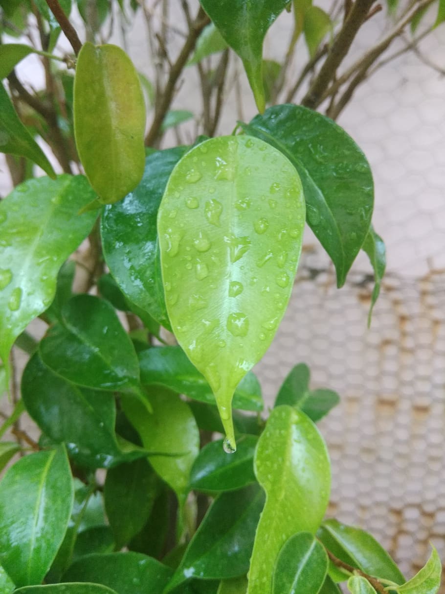 leaf, droplets, green, branches, rain, plant part, growth, green color HD wallpaper