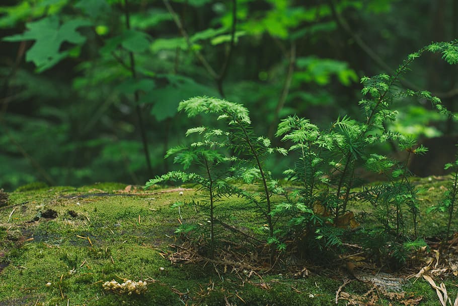 tree, green, woods, forest, branch, plant, green color, growth HD wallpaper