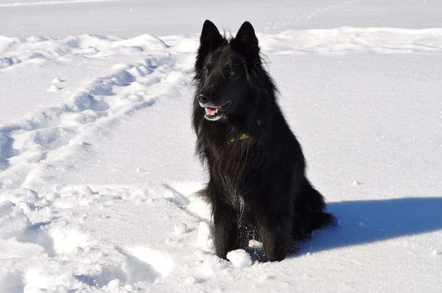 pablo, groenendael, black forest, dog, pets, snow, animal, purebred Dog HD wallpaper