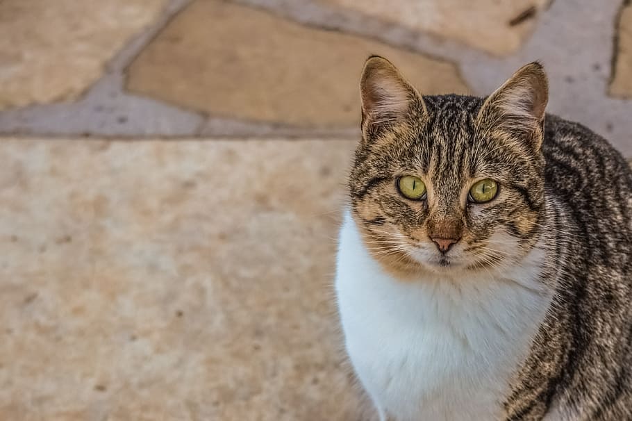 cat, stray, eyes, face, cute, animal, portrait, tabby, mammal HD wallpaper